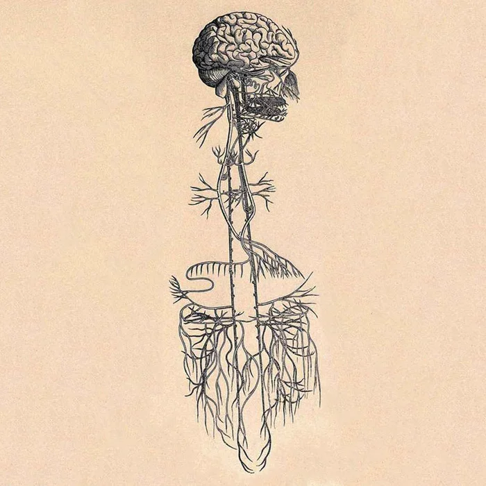 Vagus Nerve & Chiropractic